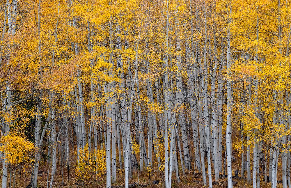 Leaves and tree trunks create an aspen wall of texture-Colorado-USA. art print by Betty Sederquist for $57.95 CAD